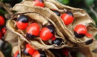 相思豆是什么 相思豆是什么